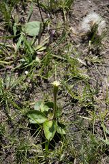 Gerbera piloselloides