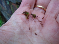 Tortula muralis muralis