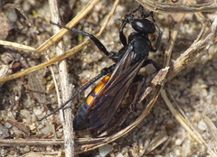 Anoplius viaticus