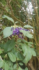 Iochroma cyaneum