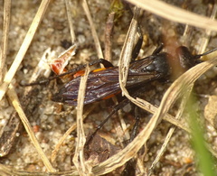 Anoplius viaticus