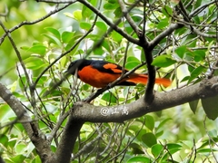 Pericrocotus speciosus