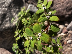 Euphorbia pediculifera
