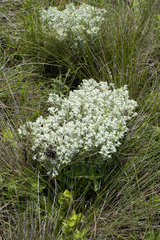 Helichrysum spiralepis