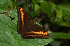 Adelpha tracta