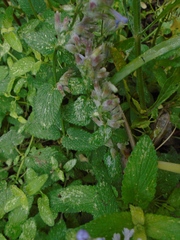 Nepeta racemosa