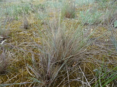 Corynephorus canescens