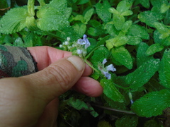 Nepeta racemosa