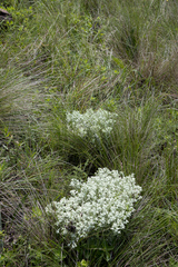 Helichrysum spiralepis