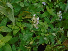 Nepeta racemosa