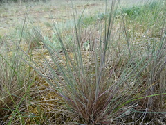 Corynephorus canescens