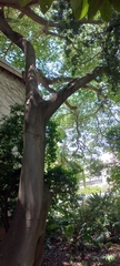 Ficus thonningii