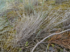 Corynephorus canescens