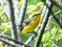 Pericrocotus speciosus