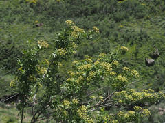 Polemannia montana