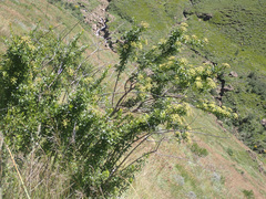 Polemannia montana