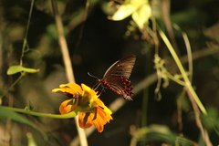 Parides photinus