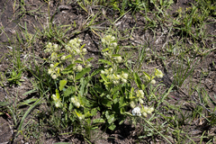 Hermannia geniculata