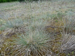 Festuca trachyphylla