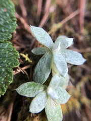 Anaphalis nepalensis