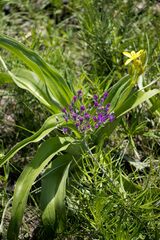Hypoxis colchicifolia