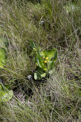 Hypoxis colchicifolia
