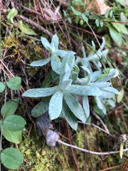 Anaphalis nepalensis