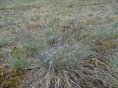 Festuca trachyphylla