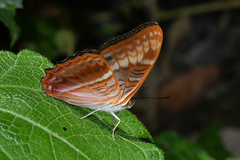 Adelpha tracta