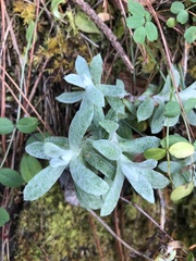 Anaphalis nepalensis