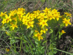 Sebaea sedoides