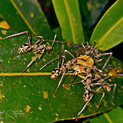 Polyrhachis sexspinosa