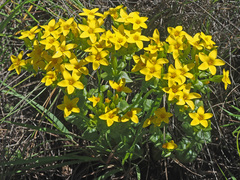 Sebaea sedoides