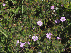Geranium schlechteri