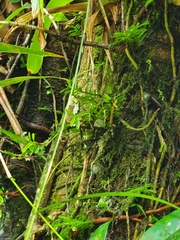 Dichaea hookeri