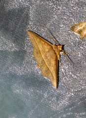 Hypospila creberrima
