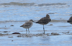 Calidris tenuirostris