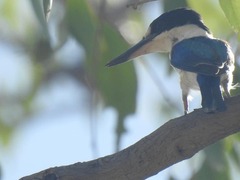 Todiramphus macleayii