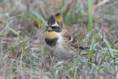 Emberiza elegans