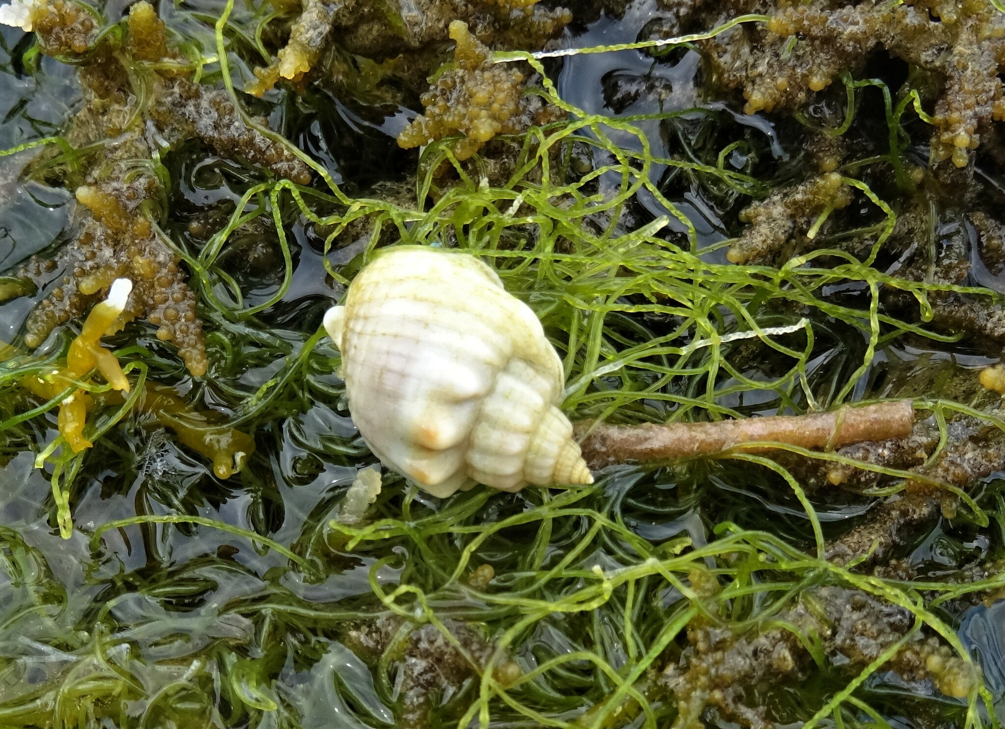 Nassarius arcularia (Linnaeus, 1758)