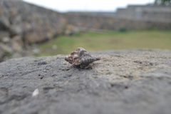 Coenobita cavipes