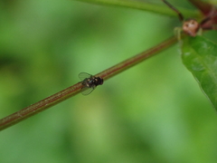 Agromyzinae
