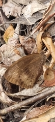 Bicyclus safitza