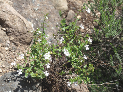 Nemesia rupicola