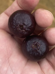 Psidium myrtoides