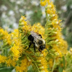 Bombus impatiens