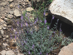 Jamesbrittenia pristisepala