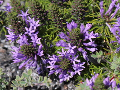 Merciera azurea