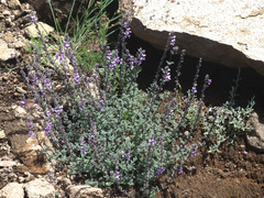 Jamesbrittenia pristisepala