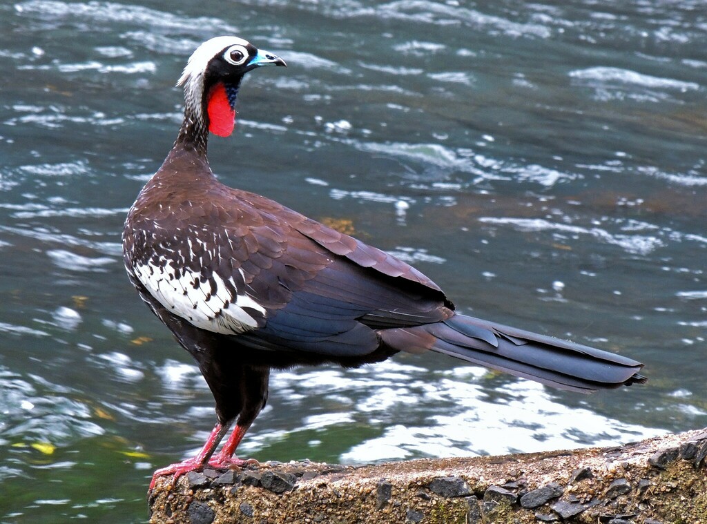 Black-fronted Piping-Guan photo